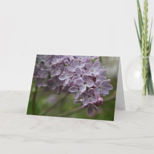 Lilac (Syringa spp.) Kaart (Voorkant)