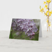 Lilac (Syringa spp.) Kaart (Gele Bloem)
