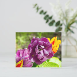 Lilac tulpen op een zonnige dag   briefkaart