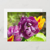 Lilac tulpen op een zonnige dag briefkaart (Voorkant / Achterkant)