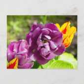 Lilac tulpen op een zonnige dag briefkaart (Voorkant)
