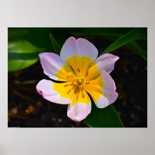 Lilac Wonder Tulp, Poster (Voorkant)