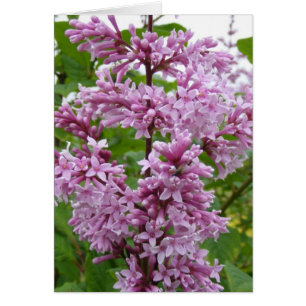 Lilacs Blooming