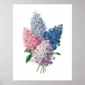 LILACS bouquet botanische druk Poster (Voorkant)