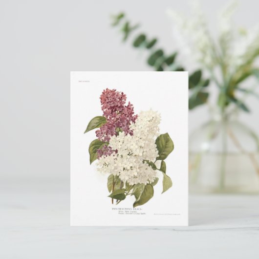 Lilacs Briefkaart (Staand voorkant)