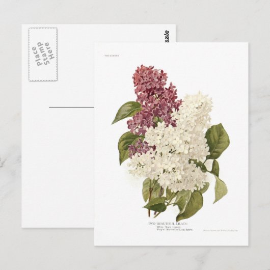 Lilacs Briefkaart (Voorkant / Achterkant)