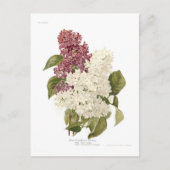 Lilacs Briefkaart (Voorkant)