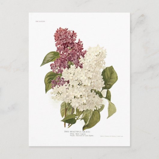 Lilacs Briefkaart (Voorkant)