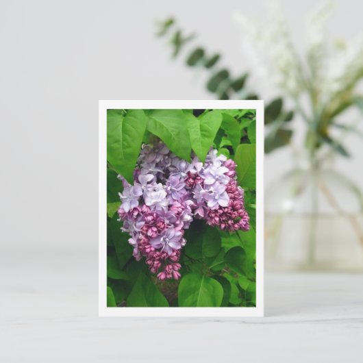 Lilacs Briefkaart (Staand voorkant)