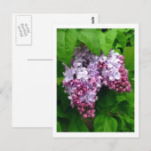 Lilacs Briefkaart (Voorkant / Achterkant)