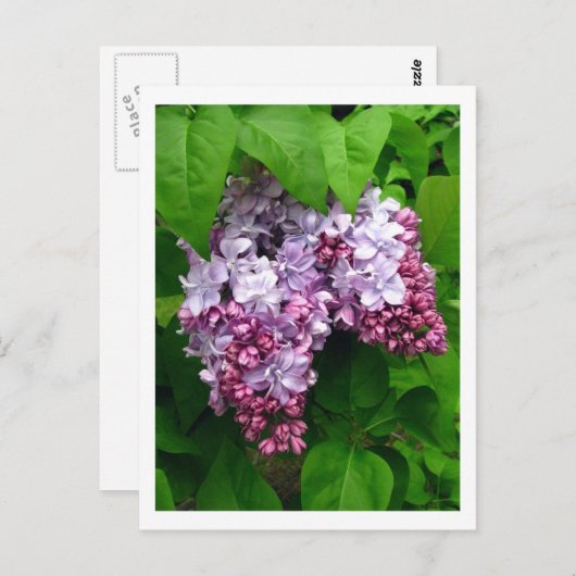Lilacs Briefkaart (Voorkant / Achterkant)