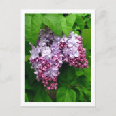 Lilacs Briefkaart (Voorkant)