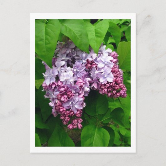 Lilacs Briefkaart (Voorkant)