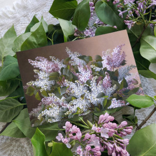 Lilacs Briefkaart