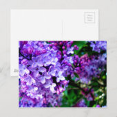 Lilacs Briefkaart (Voorkant / Achterkant)