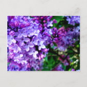 Lilacs Briefkaart (Voorkant)