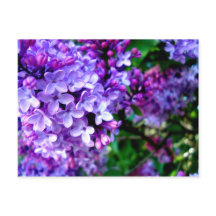 Lilacs