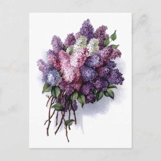  Lilacs Briefkaart (Voorkant)