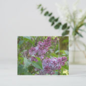Lilacs Briefkaart (Staand voorkant)