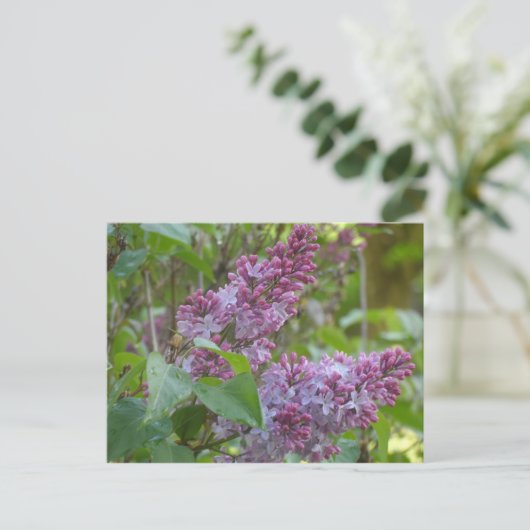 Lilacs Briefkaart (Staand voorkant)