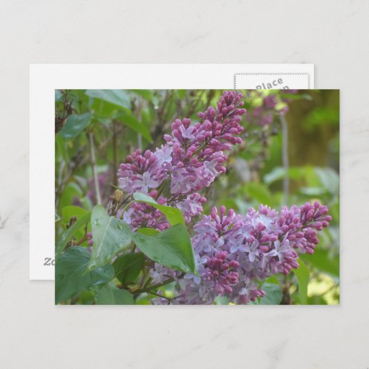 Lilacs Briefkaart (Voorkant / Achterkant)