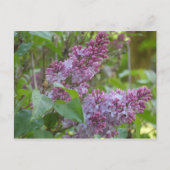 Lilacs Briefkaart (Voorkant)