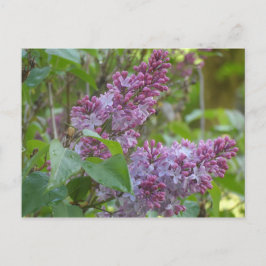 Lilacs Briefkaart