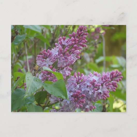 Lilacs Briefkaart (Voorkant)