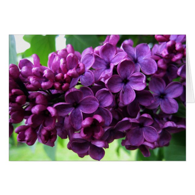 Lilacs Card (Voorkant Horizontaal)