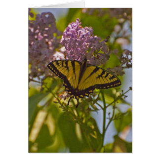 Lilacs en Butterfly