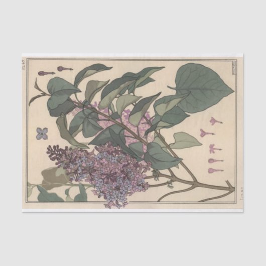 Lilacs, Eugene Grasset Botany reeks Tissuepapier (Voorkant)