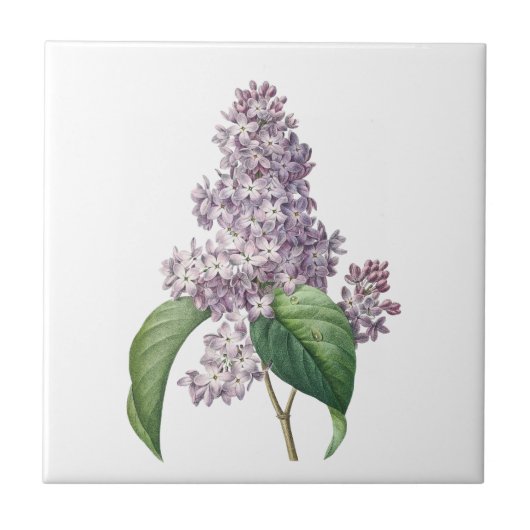 lilacs florale keramische tegel tegeltje (Voorkant)