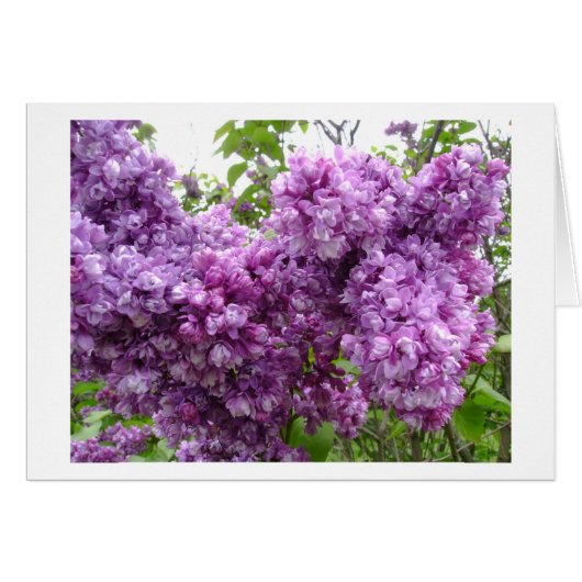 Lilacs in Bloom (Voorkant Horizontaal)