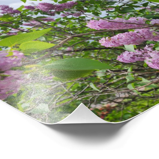 Lilacs in Bloom Foto Afdruk (Hoek)