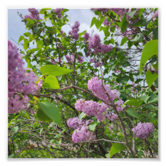 Lilacs in Bloom Foto Afdruk