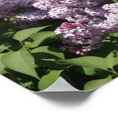 Lilacs in Bloom in East Lansing Poster (Hoek)
