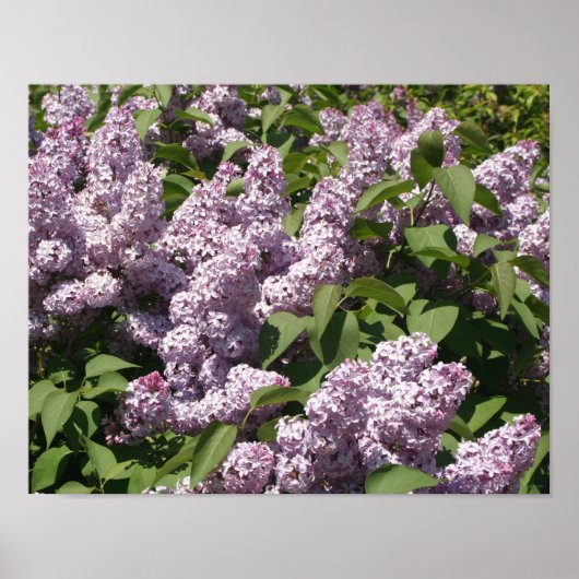 Lilacs in Bloom in East Lansing Poster (Voorkant)
