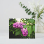 Lilacs in de zon briefkaart (Staand voorkant)