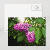 Lilacs in de zon briefkaart (Voorkant / Achterkant)