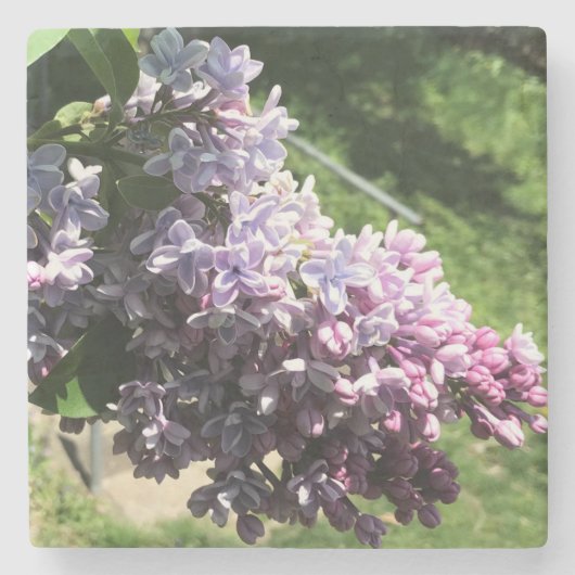 Lilacs in Family Park Stenen Onderzetter (Voorkant)