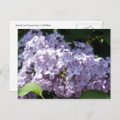 Lilacs in Full Bloom Briefkaart (Voorkant / Achterkant)