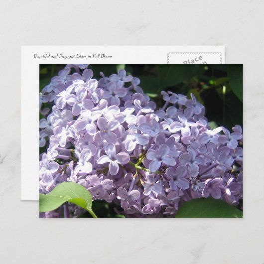 Lilacs in Full Bloom Briefkaart (Voorkant / Achterkant)