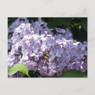 Lilacs in Full Bloom Briefkaart