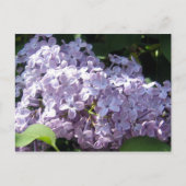 Lilacs in Full Bloom Briefkaart (Voorkant)
