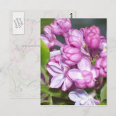 Lilacs in Oregon Briefkaart (Voorkant / Achterkant)