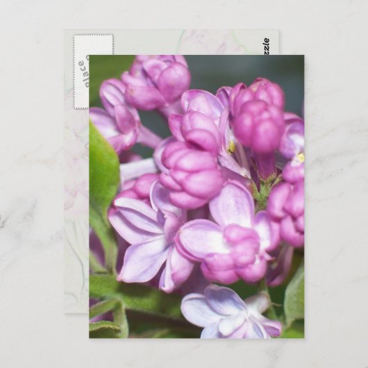 Lilacs in Oregon Briefkaart (Voorkant / Achterkant)