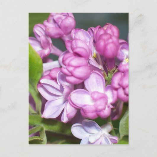 Lilacs in Oregon Briefkaart (Voorkant)