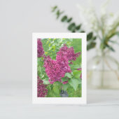 Lilacs in Spring Briefkaart (Staand voorkant)