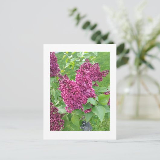 Lilacs in Spring Briefkaart (Staand voorkant)