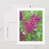 Lilacs in Spring Briefkaart (Voorkant / Achterkant)